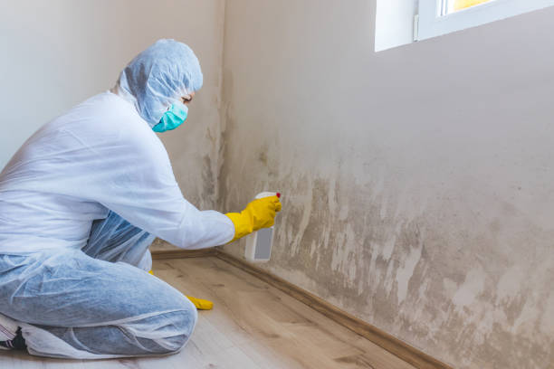 Licensed Mold Cleanup service in Alto, TX - WQB Mold Removal
